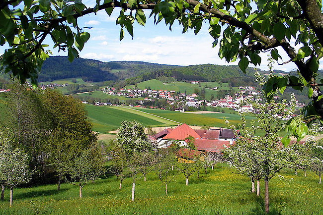 Obstgarten mit Blick auf Ringelai in Bayern